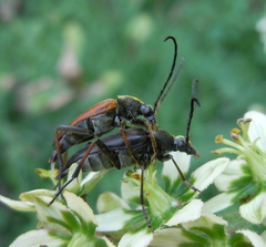 Pedostrangalia pubescens