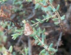 Palepicorsia ustrinalis