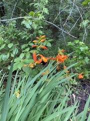 Crocosmia — photo 3