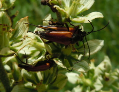 Pedostrangalia pubescens