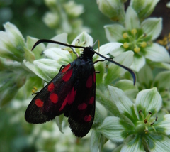 Zygaena angelicae