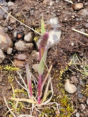 Phleum alpinum