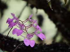 Comparettia macroplectron