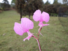 Comparettia macroplectron