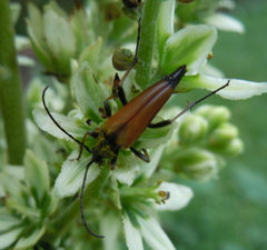 Pedostrangalia pubescens