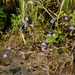Lobelia kirkii 2