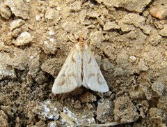 Palepicorsia ustrinalis