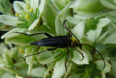 Pedostrangalia pubescens