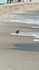 Haematopus palliatus