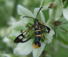 Synanthedon loranthi