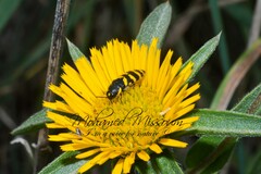 Acmaeodera quadrifasciata