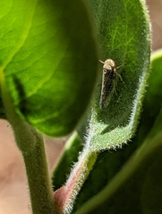 Colladonus geminatus