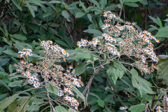 Podachaenium eminens