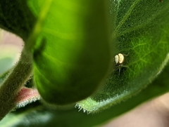 Colladonus geminatus