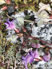 Astragalus nutzotinensis