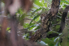 Glaucidium palmarum