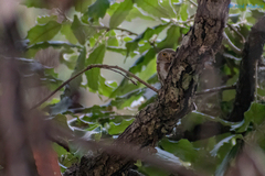 Glaucidium palmarum