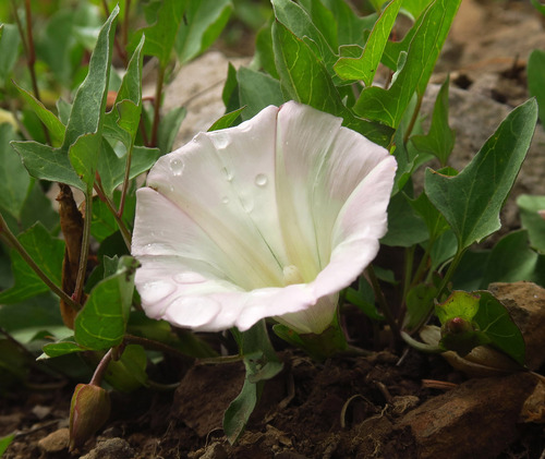 Convolvulus nyctagineus iNat (1)