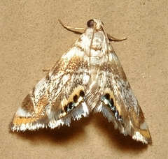 Eoparargyractis irroratalis
