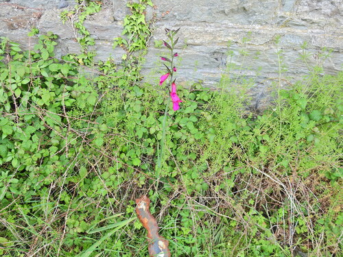 Gladiolus × byzantinus, photograph 2