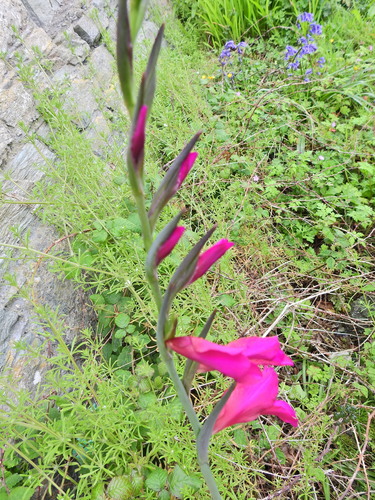 Gladiolus × byzantinus, photograph 1