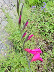Gladiolus communis byzantinus