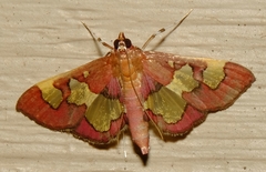 Colomychus talis