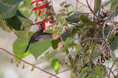 Lampornis amethystinus