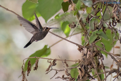 Lampornis amethystinus