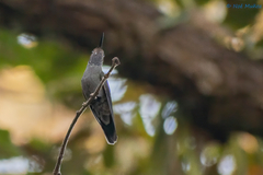 Lampornis amethystinus