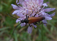 Pedostrangalia pubescens