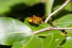 Choranthus vitellius