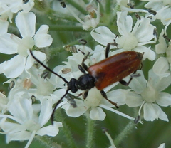 Pseudovadonia livida