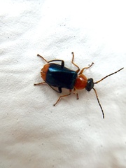Ebaeus