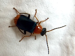Ebaeus