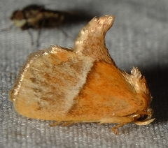 Apoda rectilinea