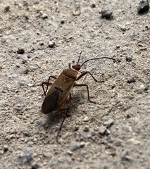 Dysdercus bimaculatus