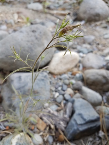 Cordylanthus tenuis ssp. tenuis
