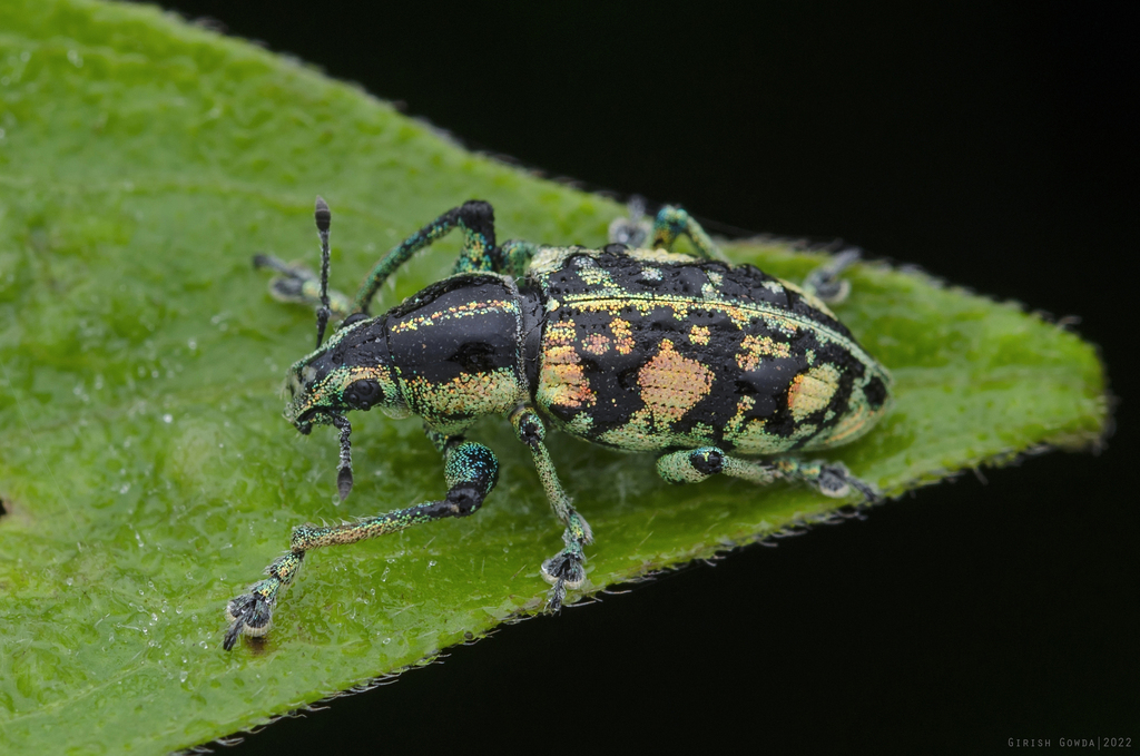 Lepropus mysorensis