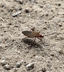 Dysdercus bimaculatus