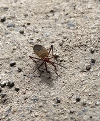 Dysdercus bimaculatus