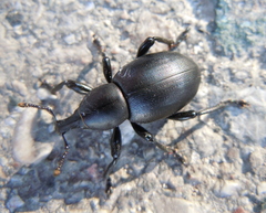 Liparus dirus