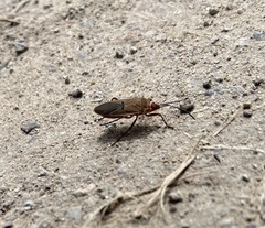 Dysdercus bimaculatus