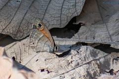 Cissia rubricata pseudocleophes