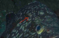 Diplecogaster tonstricula