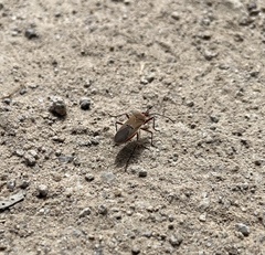 Dysdercus bimaculatus