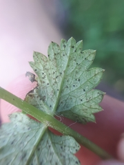 Puccinia pimpinellae