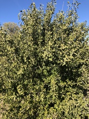 Acanthosyris spinescens