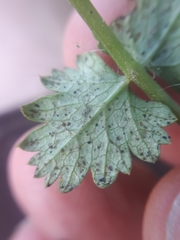 Puccinia pimpinellae