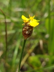 Xyris caroliniana